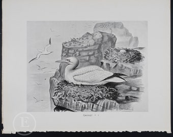 Gannet - Original vintage print "British Birds with their Nests and Eggs" 1896
