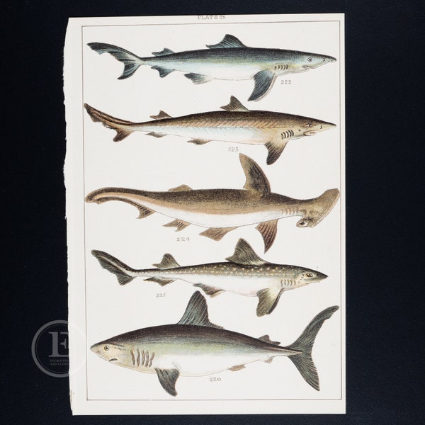 Carcharidae: Blue Shark, Tope, Hammerhead, Smooth Hound, Porbeagle    - ORIGINAL color lithograph -  Fishes of Great Britain ca 1900