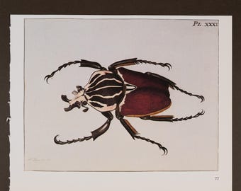 ゴライアスオオカブト – ヴィンテージ自然史プリント – 1978年版のオリジナルページ