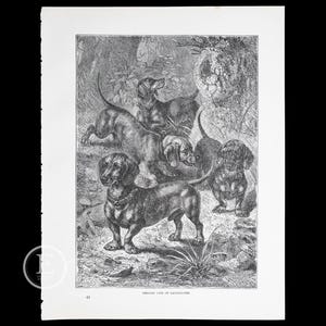 1881   TERRIER TYPE of DACHSHUNDS   - Original black and white woodcut plate out of &quot;The Book of the Dog by Vero Shaw&quot; - Scarce!