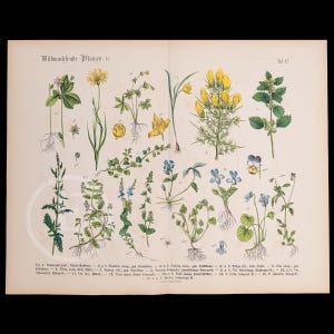 Può includere: Un'illustrazione botanica vintage che presenta 18 diverse piante selvatiche con le loro radici e i loro fiori. Le piante sono numerate e accompagnate da testo in tedesco. L'illustrazione è su uno sfondo color crema.