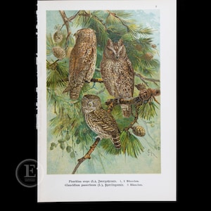 1901 EURASIAN OWLS: Scops and Pygmy  - Original Chromolithograph Antique Ornithology Print European Birds of Prey by Dr. Carl Hennicke