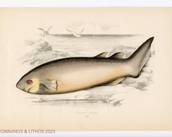 Tiburón espinoso de 1894. Cromolitografía original de peces de agua dulce británicos.