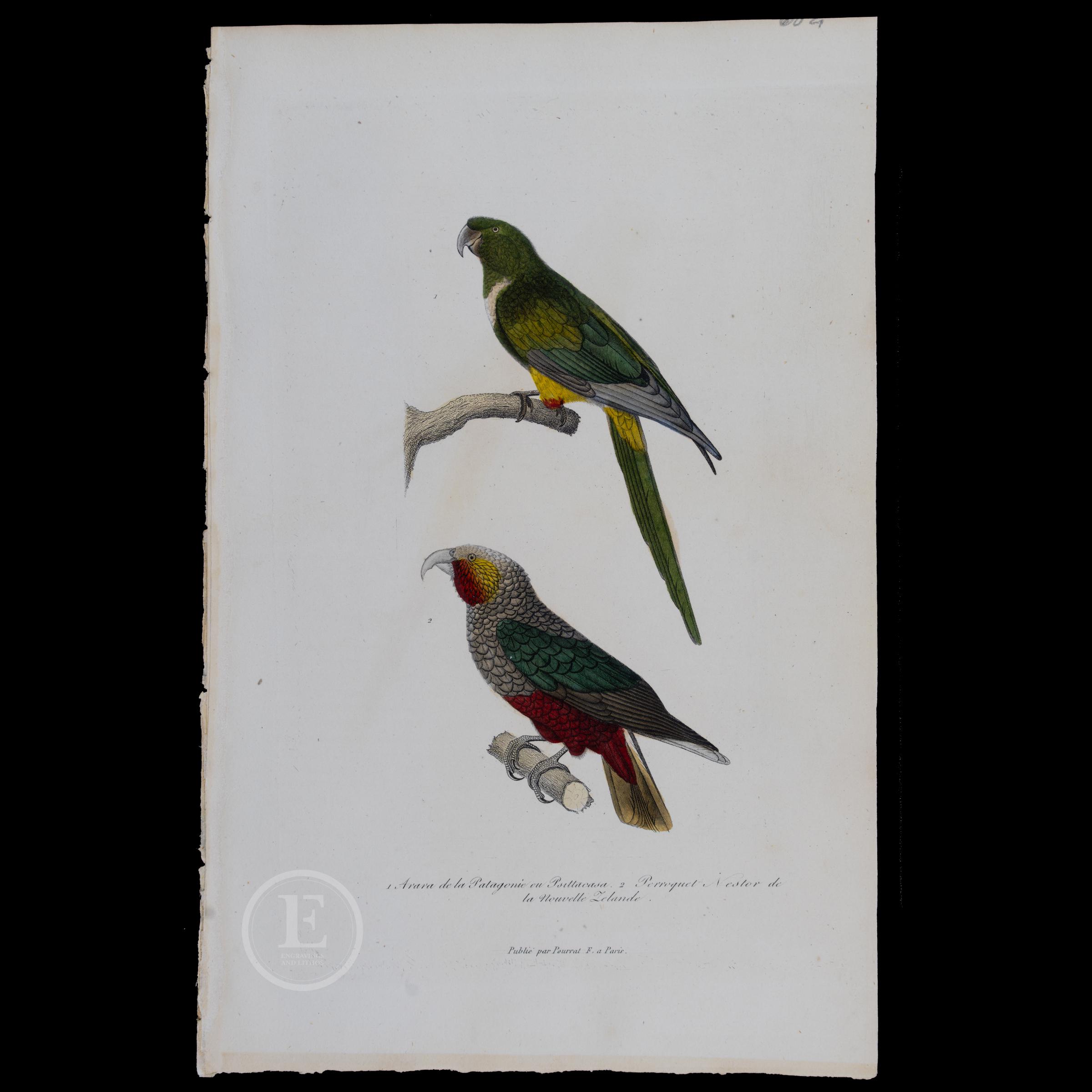 1840   PARROTS: Burrowing/New Zealand - Hand-Colored Steel Engraving with Gum Arabic Finish from Complements de Buffon par P. Lesson-Scarce!