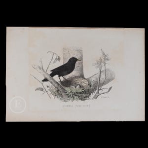 1879  COMMON BLACKBIRD  - Hand-Colored Steel Engraving from “Opere complete di Buffon” - Scarce Italian Edition!