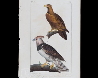 EAGLES: Steppe Eagle, Eurasian Sparrow hawk / Authentic Steel engraving from Oeuvres de Buffon 1829 - Hand colored!