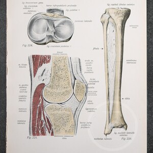 Condyle of Tibia, Membrana Between Tibia and Fibula/ Human Anatomy ...