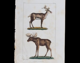 ELAND DEER  and REINDEER  / Authentic Steel engraving from Oeuvres completes de Buffon 1829 - Hand colored!