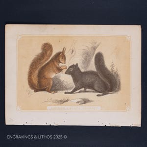 May include: A vintage illustration depicting a common squirrel and a black squirrel. The squirrels are facing each other, with the common squirrel on the left and the black squirrel on the right. The illustration is in shades of brown, black, and white, and is set against a background of a tree trunk.