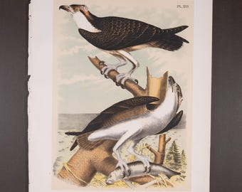 Águila pescadora, 1878. Impresión original. Litografía auténtica de gran tamaño. Más de 28 x 35 cm. ¡145 años de antigüedad!