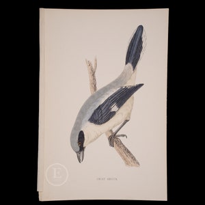 GREAT SHRIKE  - British Birds - Original colored engraving 1856, ornithology authentic plate!