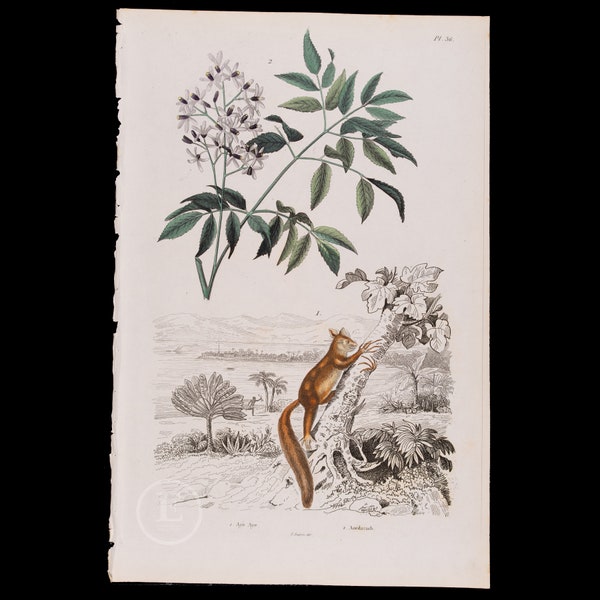 Chinaberry Tree and Aye-Aye  - Very RARE engraving beautifully enhanced with watercolor. from Dictionnaire Pittoresque by Guerin 1847