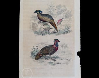 1840  PHEASANT:  Ring-neck, Horned  - Hand-Colored Steel Engraving with Gum Arabic Finish from Complements de Buffon par P. Lesson - Scarce!