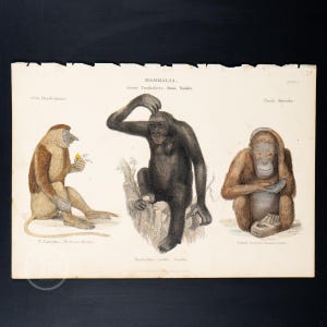 1859 MAMMALS:  Monkey, Gorilla, Orangutan  - Hard to find &quot;The Museum of Natural History&quot;  HAND COLORED!