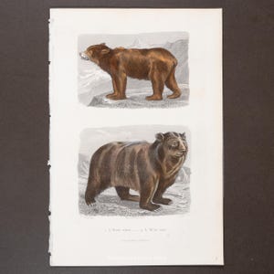 1847 BROWN & BLACK BEARS – Hand-Colored Steel Engraving with Gum Arabic Finish from Oeuvres de Buffon – Scarce!