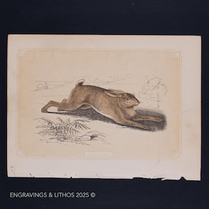1851 THE HARE – Antique Lithograph – Original The Natural History of the Sacred Scriptures, and Guide to General Zoology