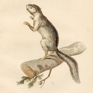 Clark&#39;s Squirrel - Original Engraving from a nature french book of mammals, 1827 - Very RARE, HAND-COLORED / Almost 200 years old!