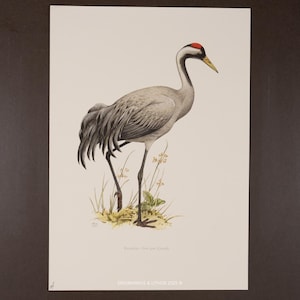 May include: A detailed illustration of a Common Crane, standing in a grassy area. The bird has gray plumage, a red crown, and a yellow beak. The artwork includes the text "ENGRAVINGS & LITHOS 2025 ©" and the scientific name.