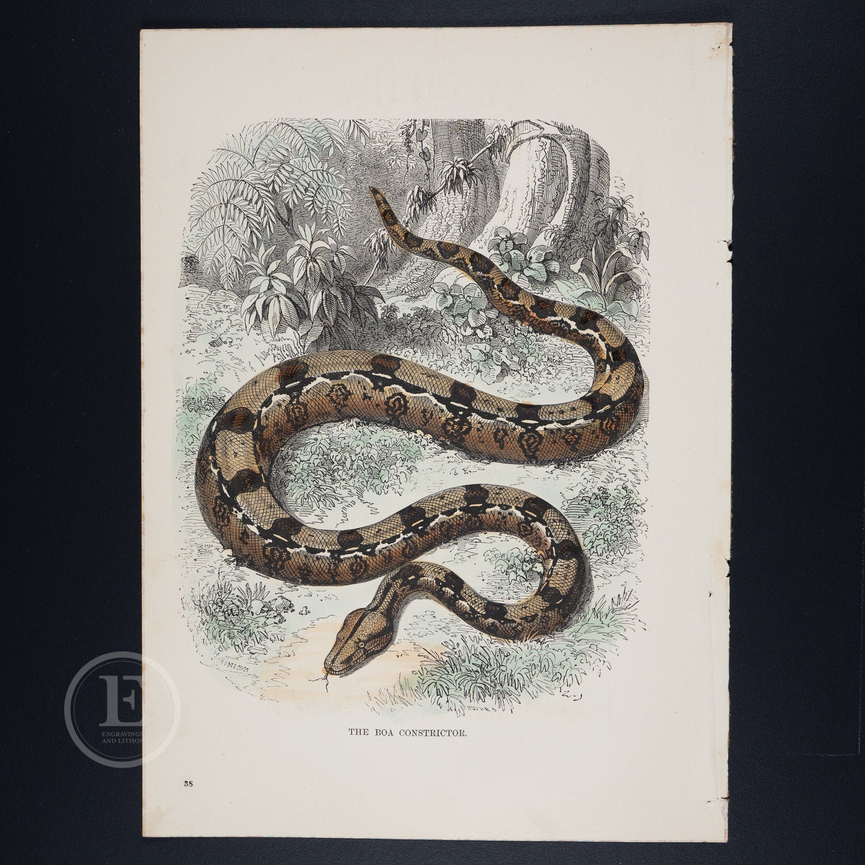 1857 the Boa Constrictor - Original Steel Engraving HAND-COLORED