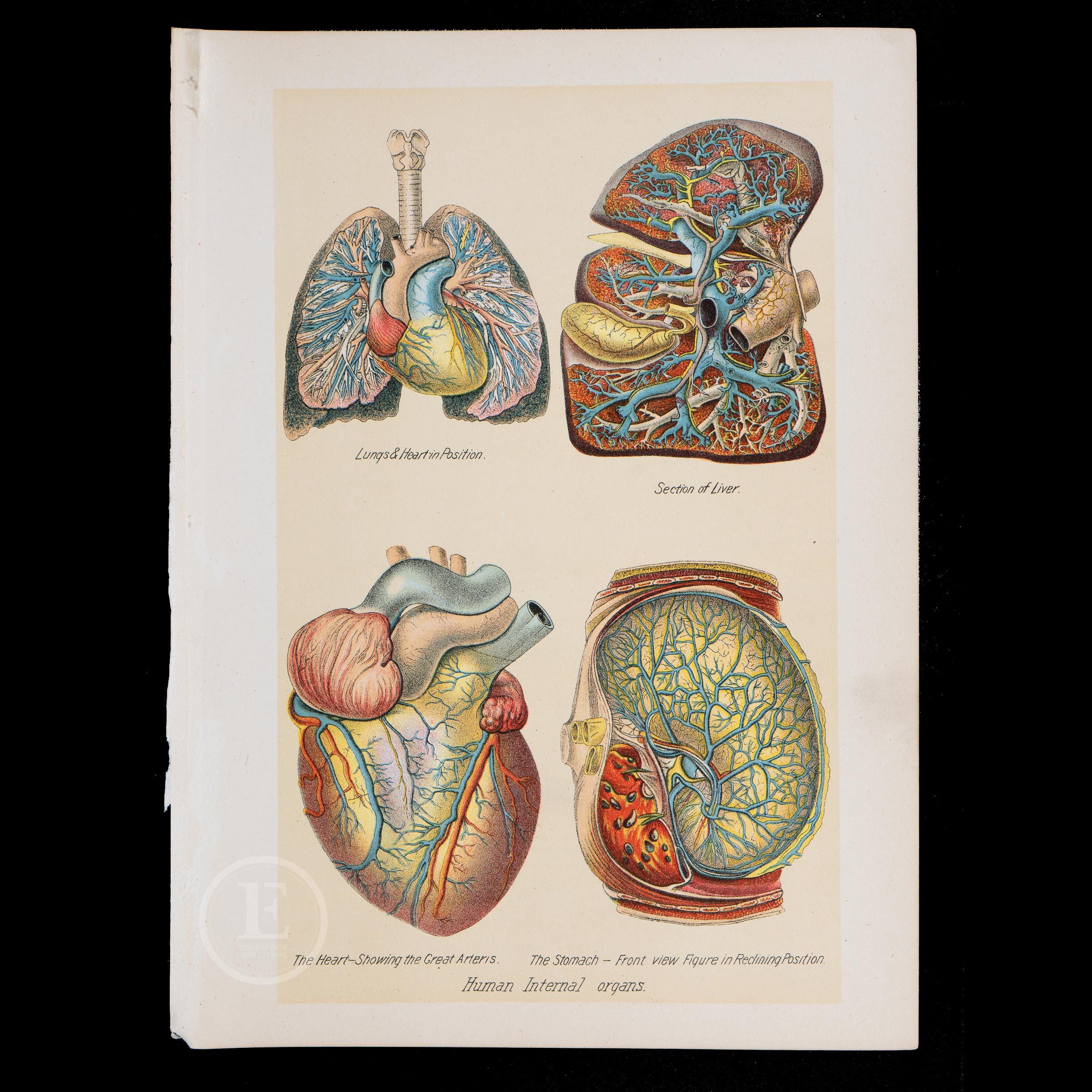 1901 HUMAN INTERNAL ORGANS - Interactive Human Anatomy - Original lithograph from an old medical book - scarce authentic plate! "flap print"