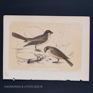 1851 GREAT & LESSER BUTCHER Bird – Antique Lithograph – Original The Natural History of the Sacred Scriptures, and Guide to General Zoology