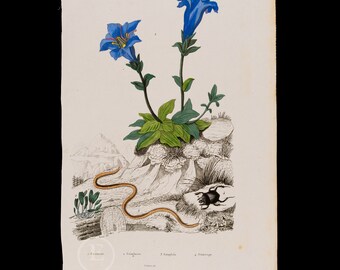 Gentian, Centipede, Scarab Beetle - Very rare engraving beautifully enhanced with watercolor. from Dictionnaire Pittoresque by Guerin 1847