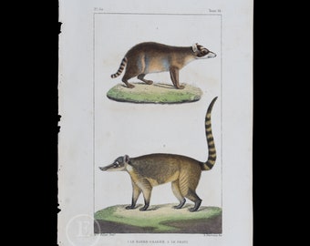 RACCOON and COATI / Authentic Steel engraving from Oeuvres completes de Buffon 1829 - Hand colored!