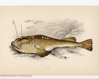 1894 Pez rape - Cromolitografía original de peces de agua dulce británicos