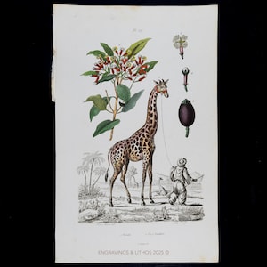 May include: A vintage botanical illustration depicting a giraffe with a long neck and brown spots, standing near a flowering plant. A person is holding a rope attached to the giraffe. The image includes botanical details and the text "ENGRAVINGS & LITHOS 2025".