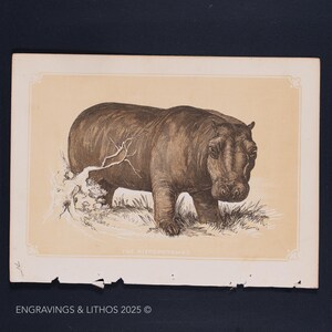 1851 THE HIPPOPOTAMUS  – Antique Lithograph – Original The Natural History of the Sacred Scriptures, and Guide to General Zoology