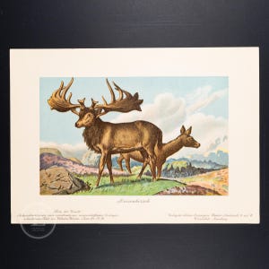 1911 MEGALOCEROS, Giant Deer from the Pleistocene Epoch   - Original from Tiere der Urwelt - (Creatures of the Primitive World - Serie 2)