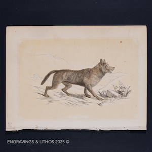 1851 THE WOLF – Antique Lithograph – Original The Natural History of the Sacred Scriptures, and Guide to General Zoology