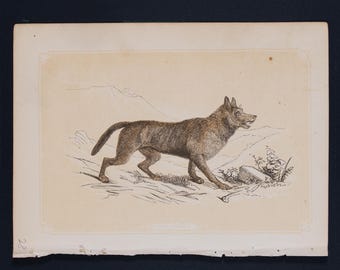 1929年 オオカミの版画 木版画 - オオカミの壁画 - 動物学版画