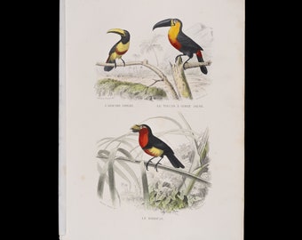 Gray aracari, yellow-throated toucan, barbet / Hand-colored plate from "Ouvres Complete de Buffon" 1866