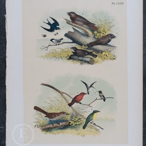 1878 Amerikanische Rauchschwalbe, Zipfelmeise, Spitzmaus und Ziegenbock - Original Chromolithographie - Große echte Lithographie 145 Jahre alt!