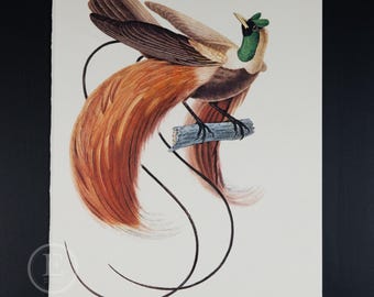 1861年 極楽鳥、アンティーク彫刻 Ch. d'Orbigny、オリジナルの