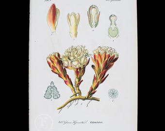 1886 YELLOW CYTINUS - Flora of Germany, Austria and Switzerland Original Botanical Chromolithograph