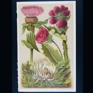 May include: A vintage botanical illustration of three different types of thistle plants. The plants have spiky leaves and pink flowers. The illustration is labelled with numbers and the text "Taf. 13."