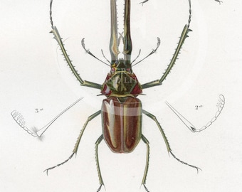 1849 - Malaysian beetle, stag beetle, Chilean stag beetle – d’Orbigny Natural History Engraving, Hand-Colored