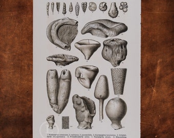 ANCIENT MARINE FOSSILS: Nodosaria, Cornuspira, Rotalia, Chonella, Doryderma, Siphonia, Jerea   - Original Lithography of Fossils ca 1910