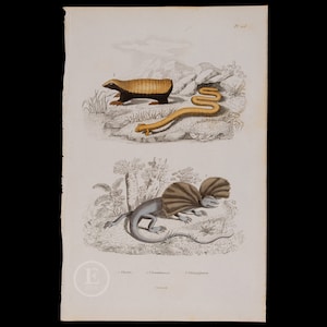 Pode incluir: Uma ilustração antiga de três animais: uma criatura amarela e preta semelhante a um tatu, uma cobra amarela e um lagarto com babados azul e marrom. A ilustração está sobre um fundo branco com uma borda cinza clara.