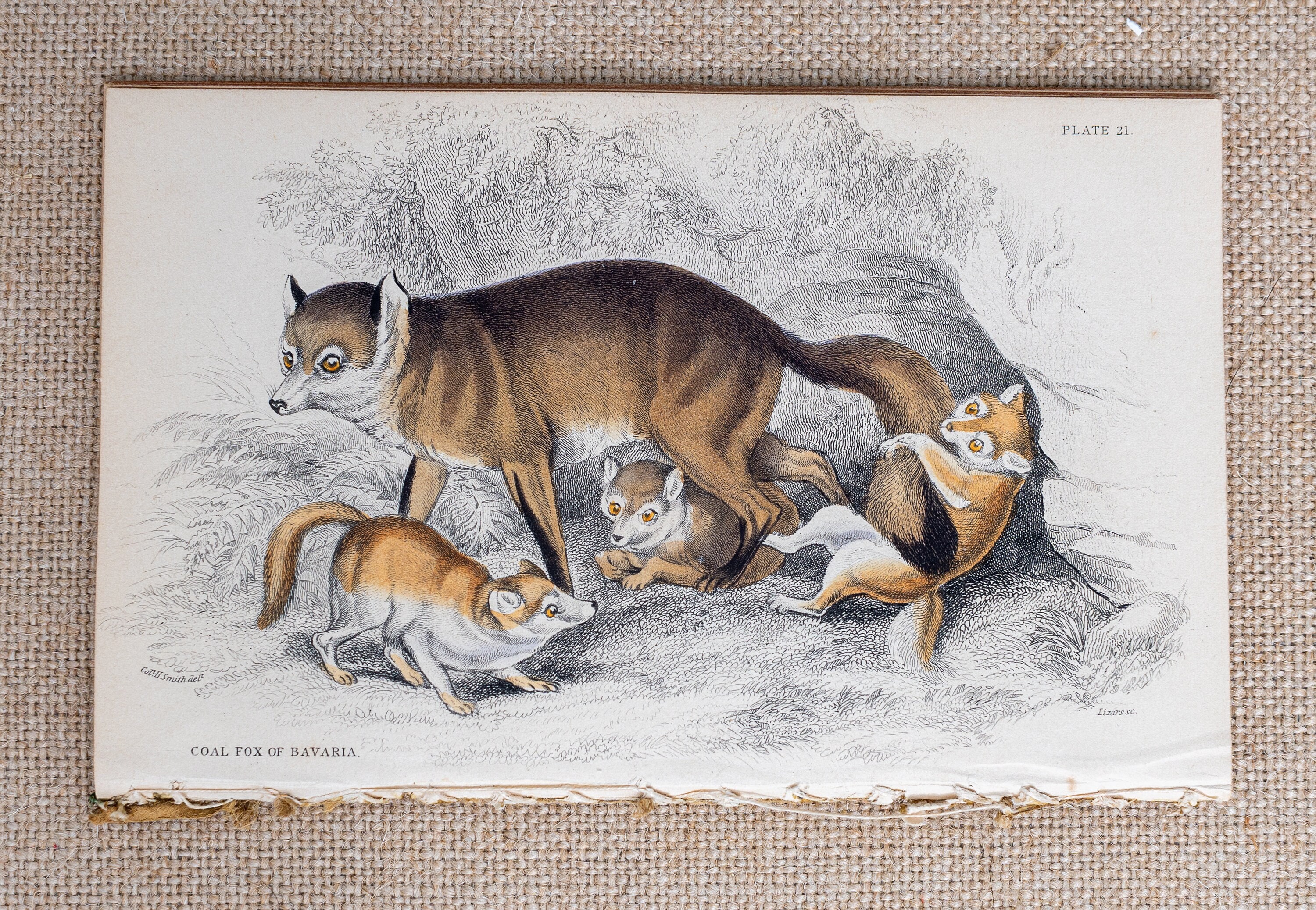 Coal Fox of Bavaria - Rare Original From 