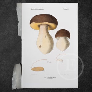 1910 King Bolete  - Original Vintage Color Lithography,  Mushroom Print - Champignon Print