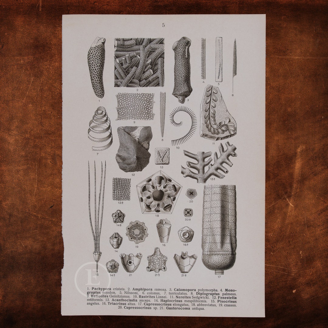 FOSSILS: Pachypora, Amphipora, Calamopora, Rastrites, Graptolites ...