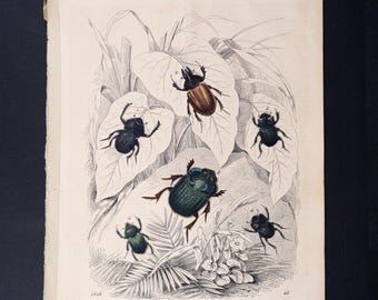 1849 SCARAB BEETLES  – Antique 1849 Lithograph Print – Original Vintage Book Plate