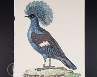 1970 BLUE-CROWNED PIGEON   - Vintage lithograph Ornithology Print of Larousse Animals - Buy 1 get 1 free from this collection!