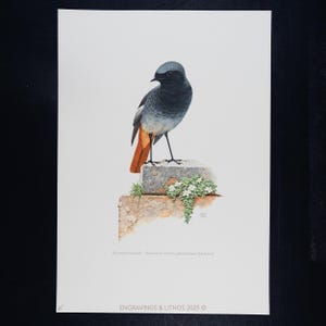 以下が含まれることがあります： 白い花が咲く石の上に止まっている鳥の水彩画プリント。鳥は濃い灰色の頭と背中、オレンジ色の尾羽を持っています。プリントには「ENGRAVINGS & LITHOS 2025」の文字が含まれています。