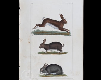 HARE, RABBIT and WILD rabbit  / Authentic Steel engraving from Oeuvres completes de Buffon 1829 - Hand colored!