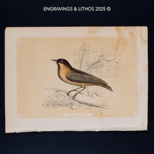 1851 THE NUTHATCH – Antique Lithograph – Original The Natural History of the Sacred Scriptures, and Guide to General Zoology