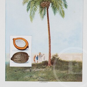 Coconut - Original Vintage Color lithography 1911